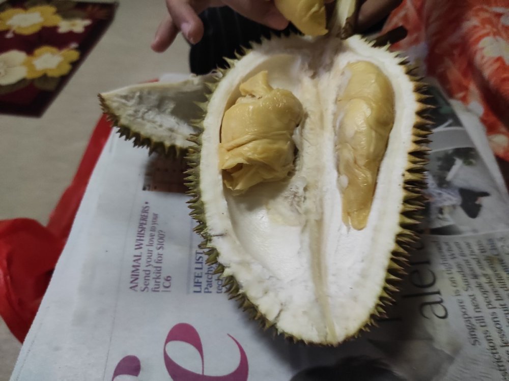 Durian little phoenix beach road.jpg