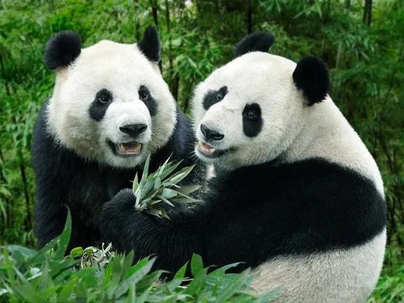 giant-pandas-wildlife-reserves-singapore.jpg.4499eef1ee7cf8068ce3a554a6ee7de1.jpg