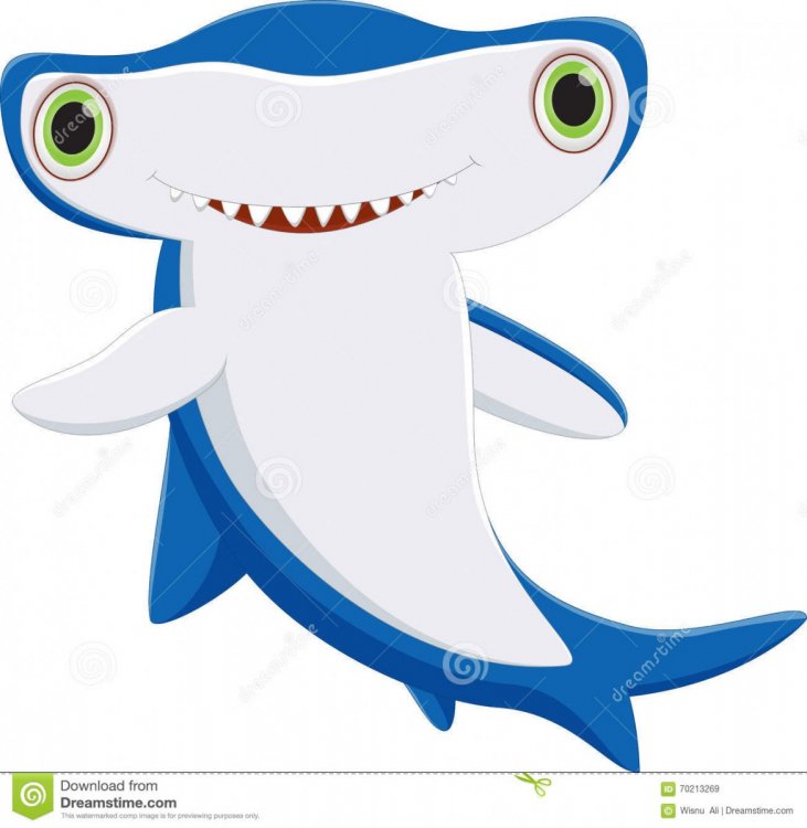 cute-hammerhead-shark-cartoon-vector-illustration-isolated-white-70213269.jpg