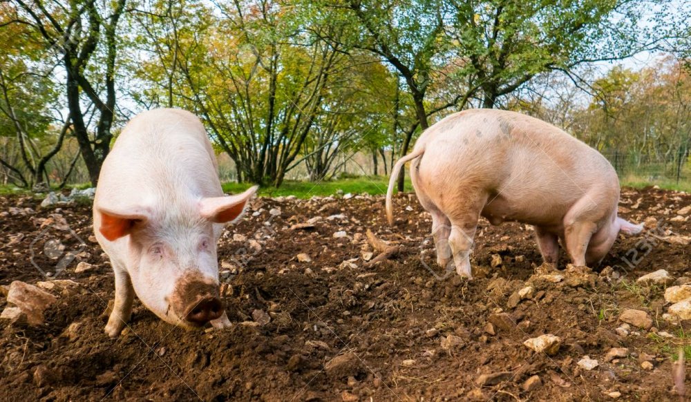 89419686-free-range-pigs-digging-food-in-the-dirt.jpg