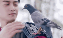 1228685588_pigeoncarriergifchenxiao-pigeon.gif.a7c9a8cb09d49d2aa8a37bf6b6e97672.gif