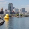 Yellowduck